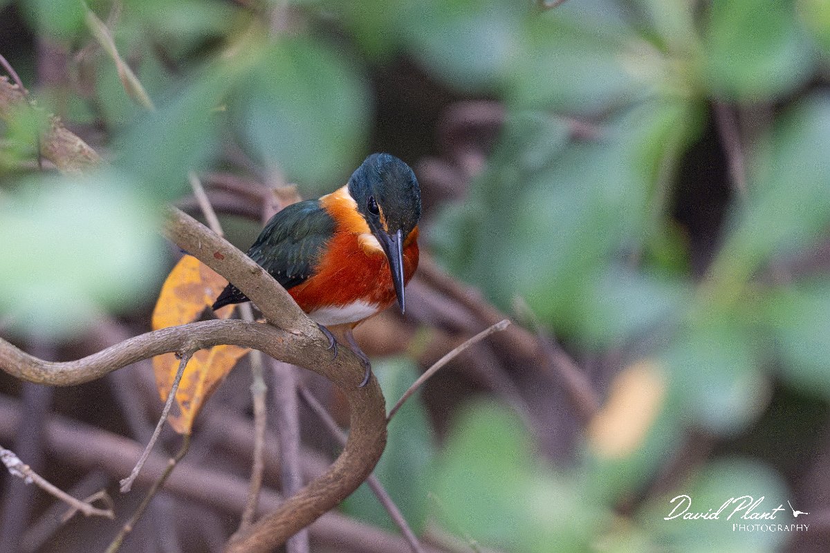 DPPhotography - Pantanal - American pygmy kingfisher - A.jpg - American pygmy kingfisher - Pantanal, Brazil