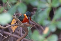 DPPhotography - Pantanal - American pygmy kingfisher - A