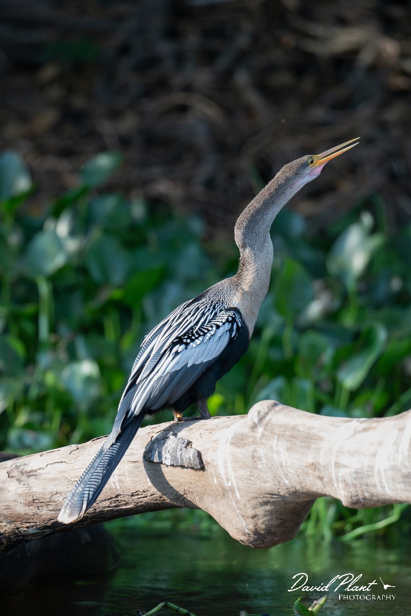 DPPhotography - Pantanal - Anhinga - C.jpg - Anhinga - Pantanal, Brazil
