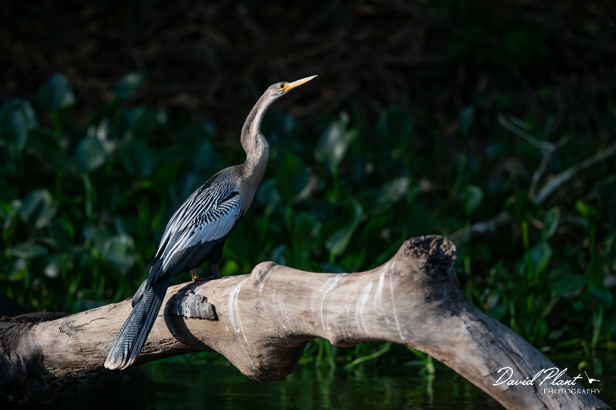DPPhotography - Pantanal - Anhinga - D.jpg - Anhinga - Pantanal, Brazil