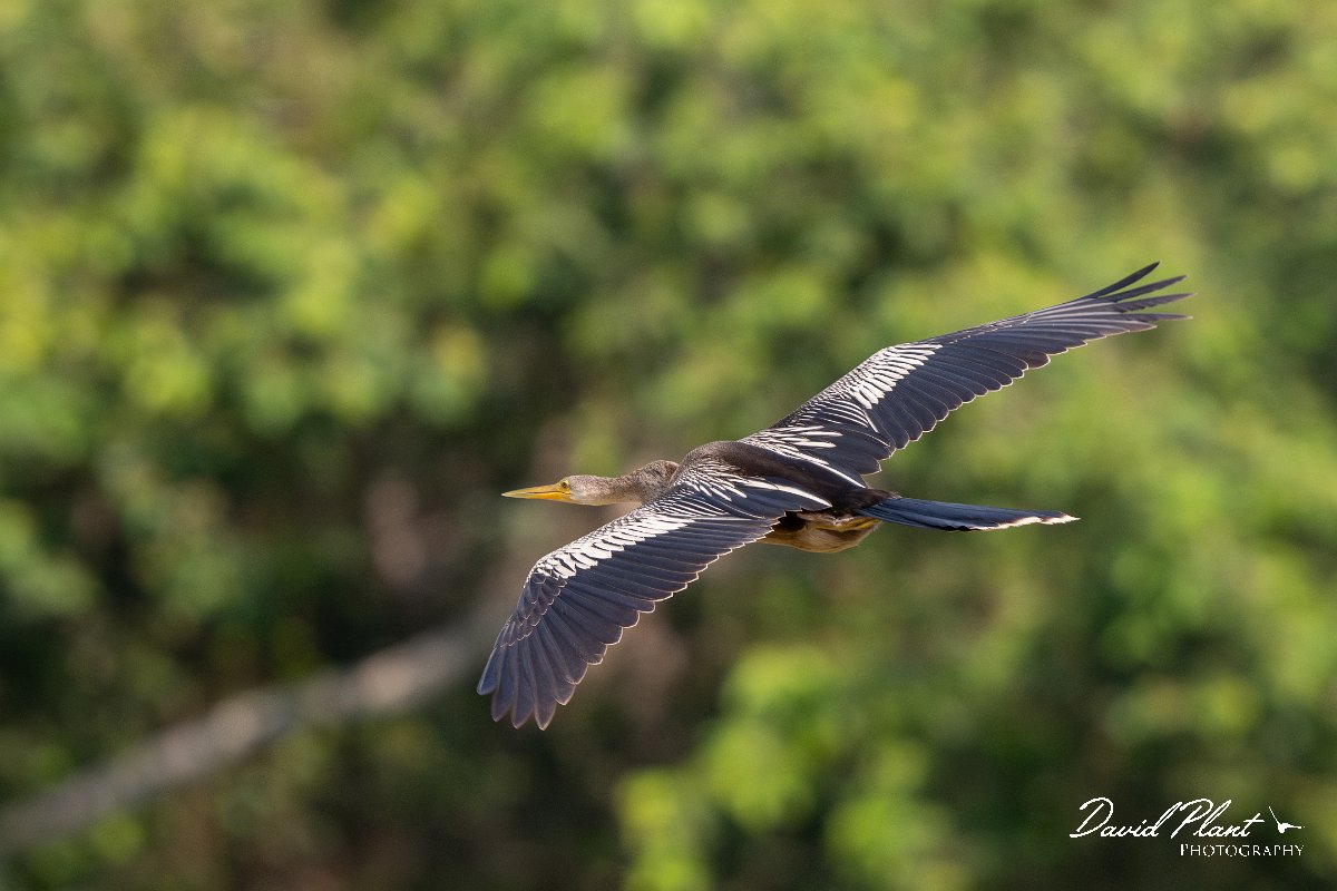 DPPhotography - Pantanal - Anhinga - H.jpg - Anhinga - Pantanal, Brazil
