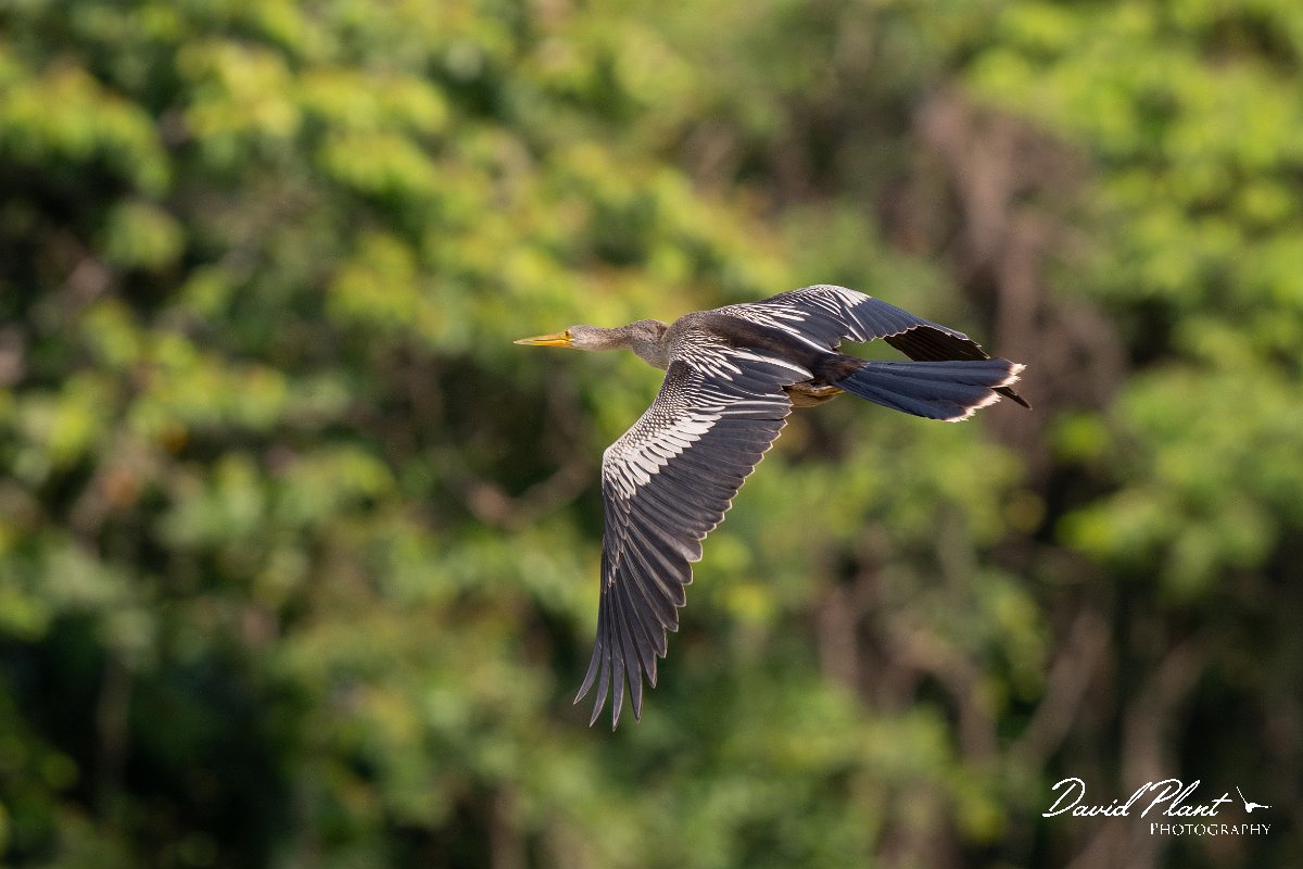 DPPhotography - Pantanal - Anhinga - I.jpg - Anhinga - Pantanal, Brazil