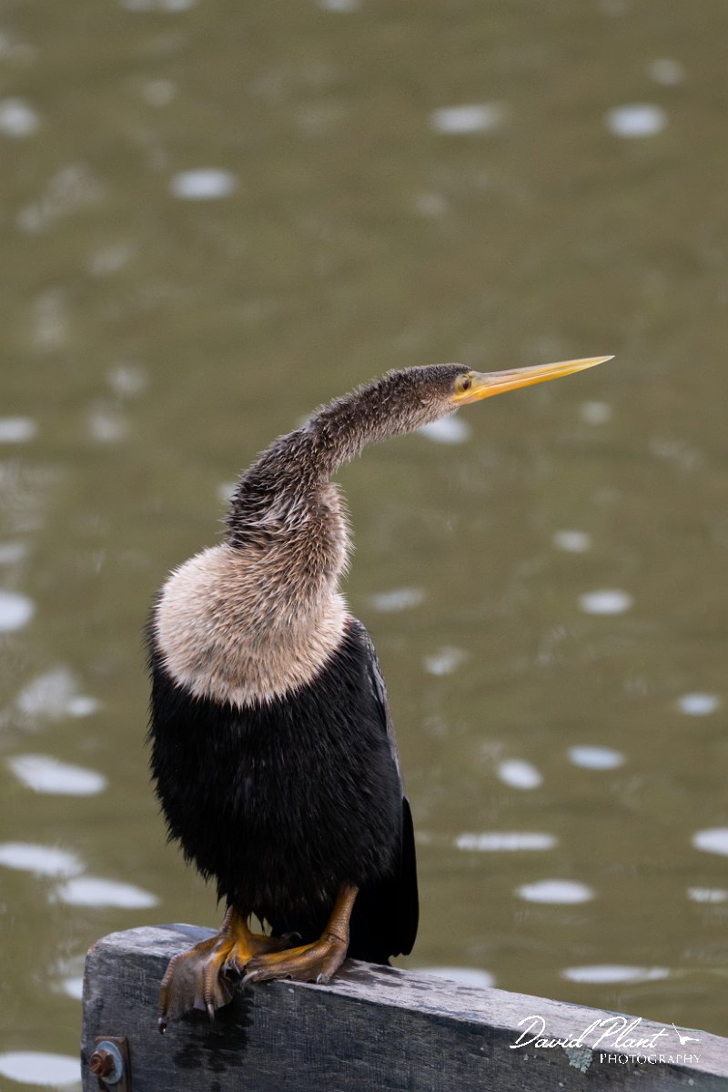 DPPhotography - Pantanal - Anhinga - J.jpg - Anhinga - Pantanal, Brazil