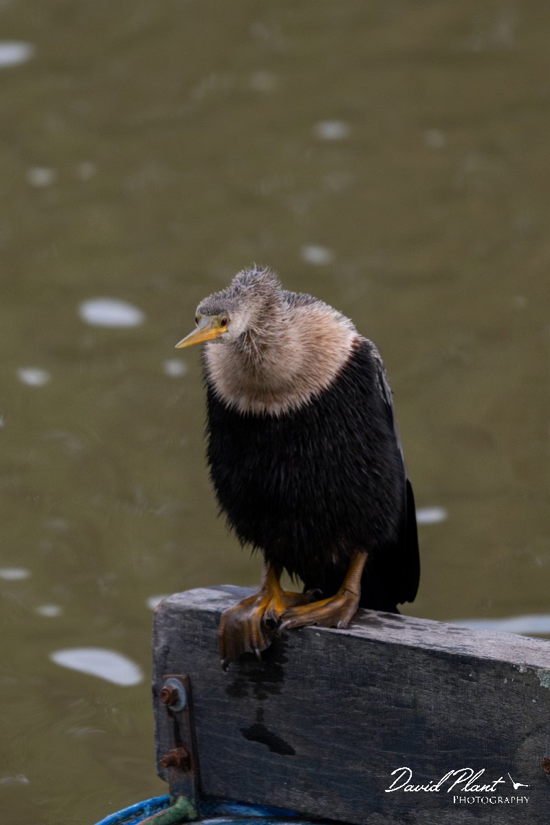 DPPhotography - Pantanal - Anhinga - K.jpg - Anhinga - Pantanal, Brazil