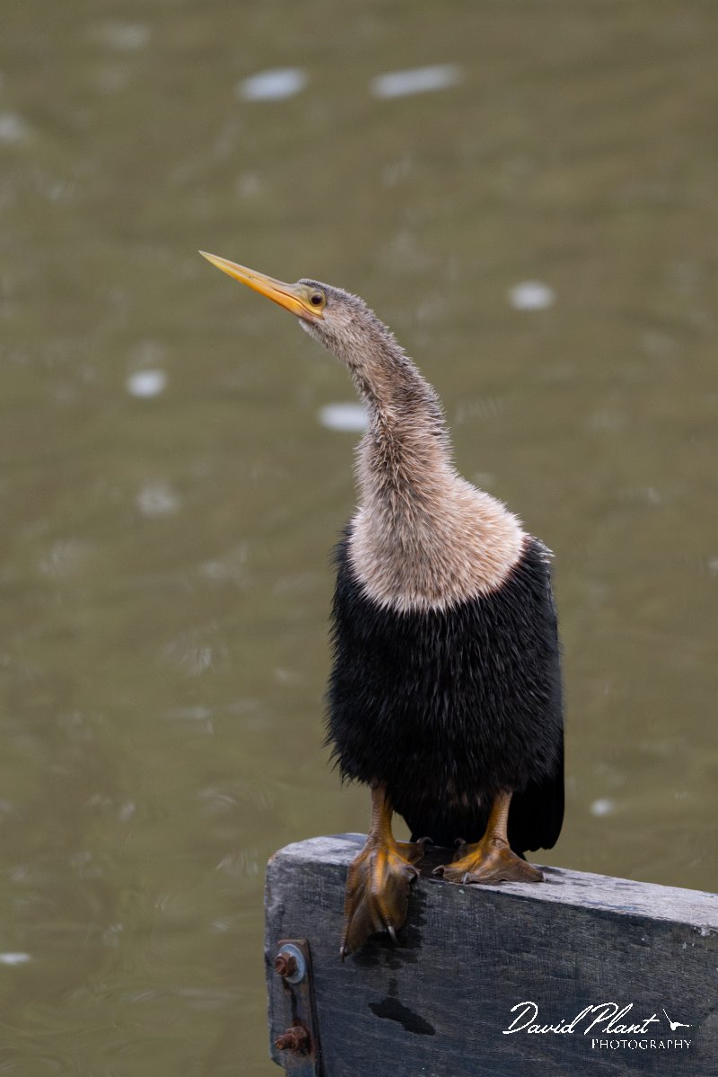 DPPhotography - Pantanal - Anhinga - L.jpg - Anhinga - Pantanal, Brazil