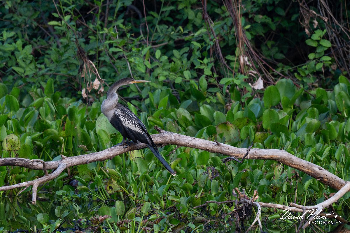 DPPhotography - Pantanal - Anhinga - N.jpg - Anhinga - Pantanal, Brazil