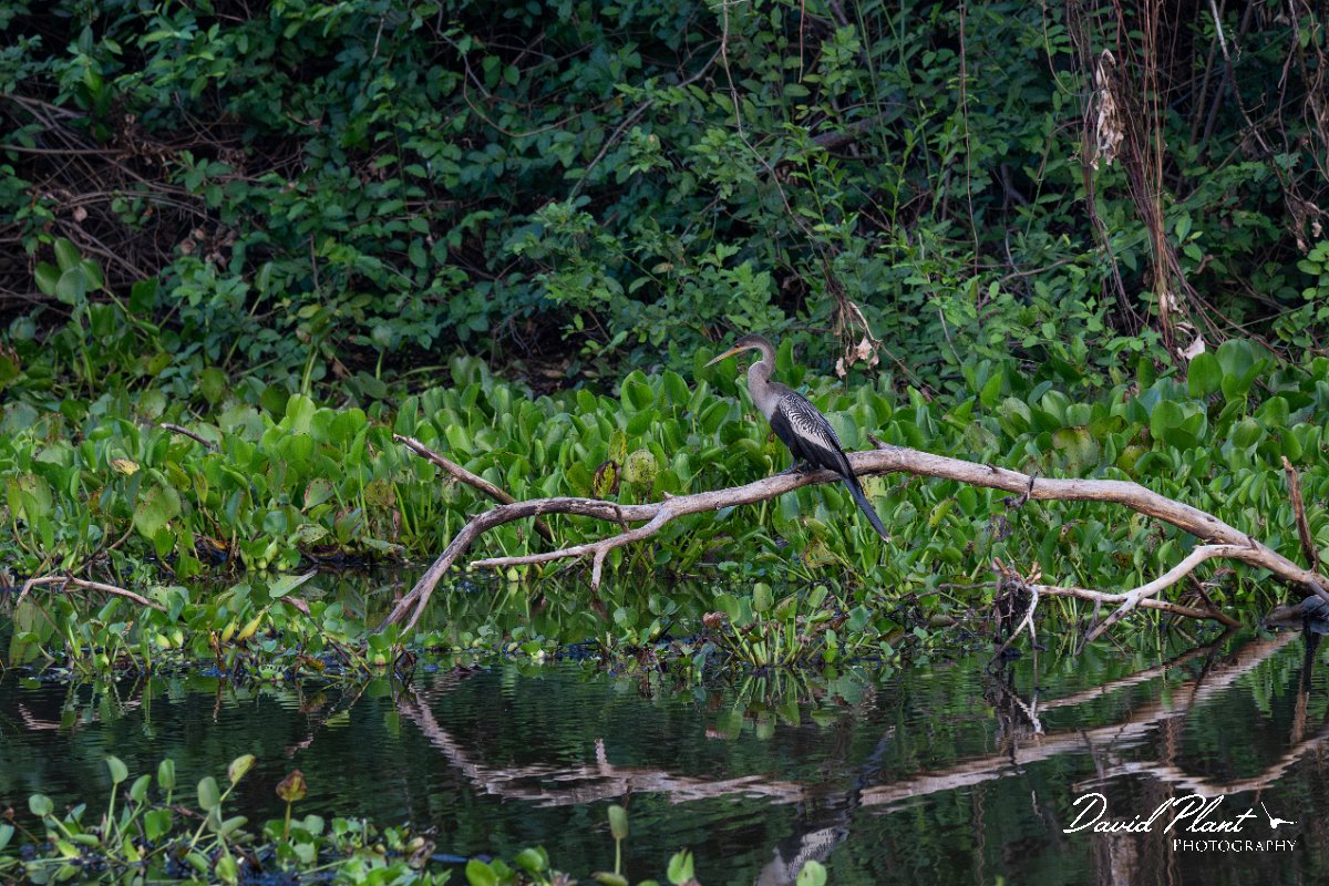 DPPhotography - Pantanal - Anhinga - O.jpg - Anhinga - Pantanal, Brazil