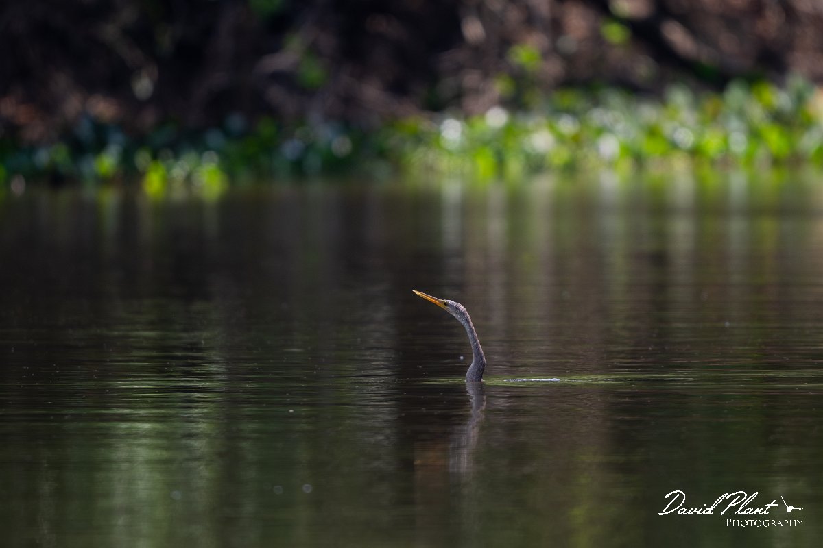 DPPhotography - Pantanal - Anhinga - Q.jpg - Anhinga - Pantanal, Brazil
