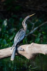 DPPhotography - Pantanal - Anhinga - B