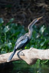 DPPhotography - Pantanal - Anhinga - C