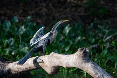 DPPhotography - Pantanal - Anhinga - E