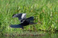 DPPhotography - Pantanal - Anhinga - F