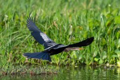 DPPhotography - Pantanal - Anhinga - G