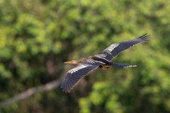 DPPhotography - Pantanal - Anhinga - H