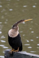 DPPhotography - Pantanal - Anhinga - J