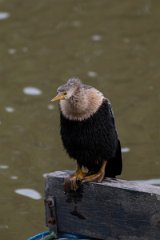 DPPhotography - Pantanal - Anhinga - K