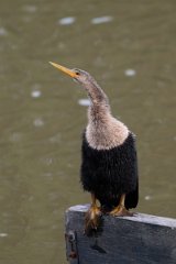 DPPhotography - Pantanal - Anhinga - L