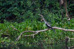 DPPhotography - Pantanal - Anhinga - M