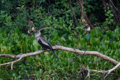 DPPhotography - Pantanal - Anhinga - N
