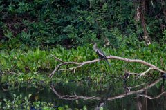 DPPhotography - Pantanal - Anhinga - O