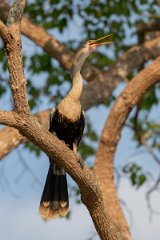 DPPhotography - Pantanal - Anhinga - P