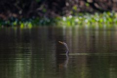 DPPhotography - Pantanal - Anhinga - Q