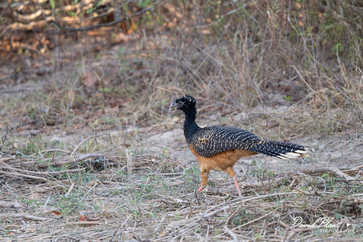 DPPhotography - Pantanal - Bare-faced currasow - A.jpg - Bare-faced currasow, female - Pantanal, Brazil