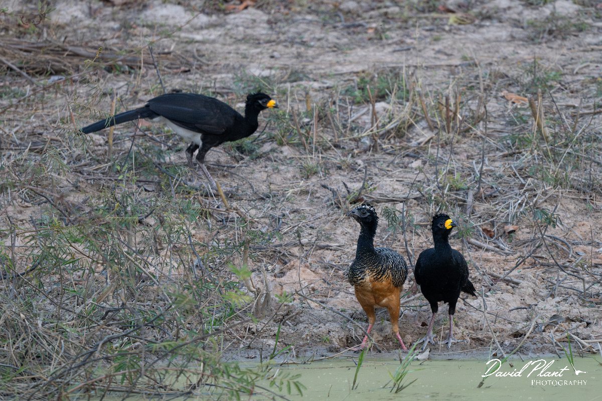 DPPhotography - Pantanal - Bare-faced currasow - C.jpg - Bare-faced currasow - Pantanal, Brazil