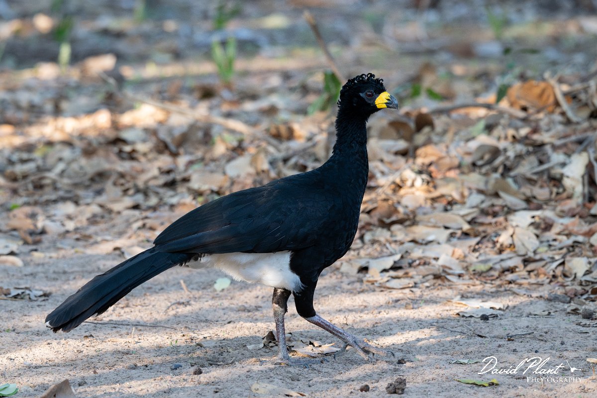DPPhotography - Pantanal - Bare-faced currasow - D.jpg - Bare-faced currasow, male - Pantanal, Brazil