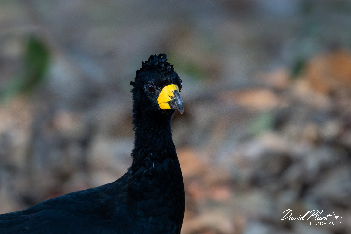 DPPhotography - Pantanal - Bare-faced currasow - E.jpg - Bare-faced currasow, male - Pantanal, Brazil