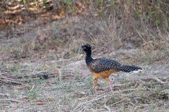 DPPhotography - Pantanal - Bare-faced currasow - A