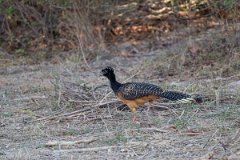 DPPhotography - Pantanal - Bare-faced currasow - B