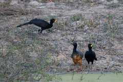 DPPhotography - Pantanal - Bare-faced currasow - C