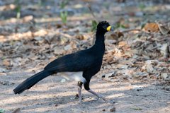 DPPhotography - Pantanal - Bare-faced currasow - D