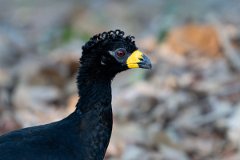 DPPhotography - Pantanal - Bare-faced currasow - F