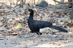 DPPhotography - Pantanal - Bare-faced currasow - G