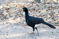 DPPhotography - Pantanal - Bare-faced currasow - H