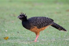 DPPhotography - Pantanal - Bare-faced currasow - I