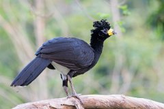 DPPhotography - Pantanal - Bare-faced currasow - J