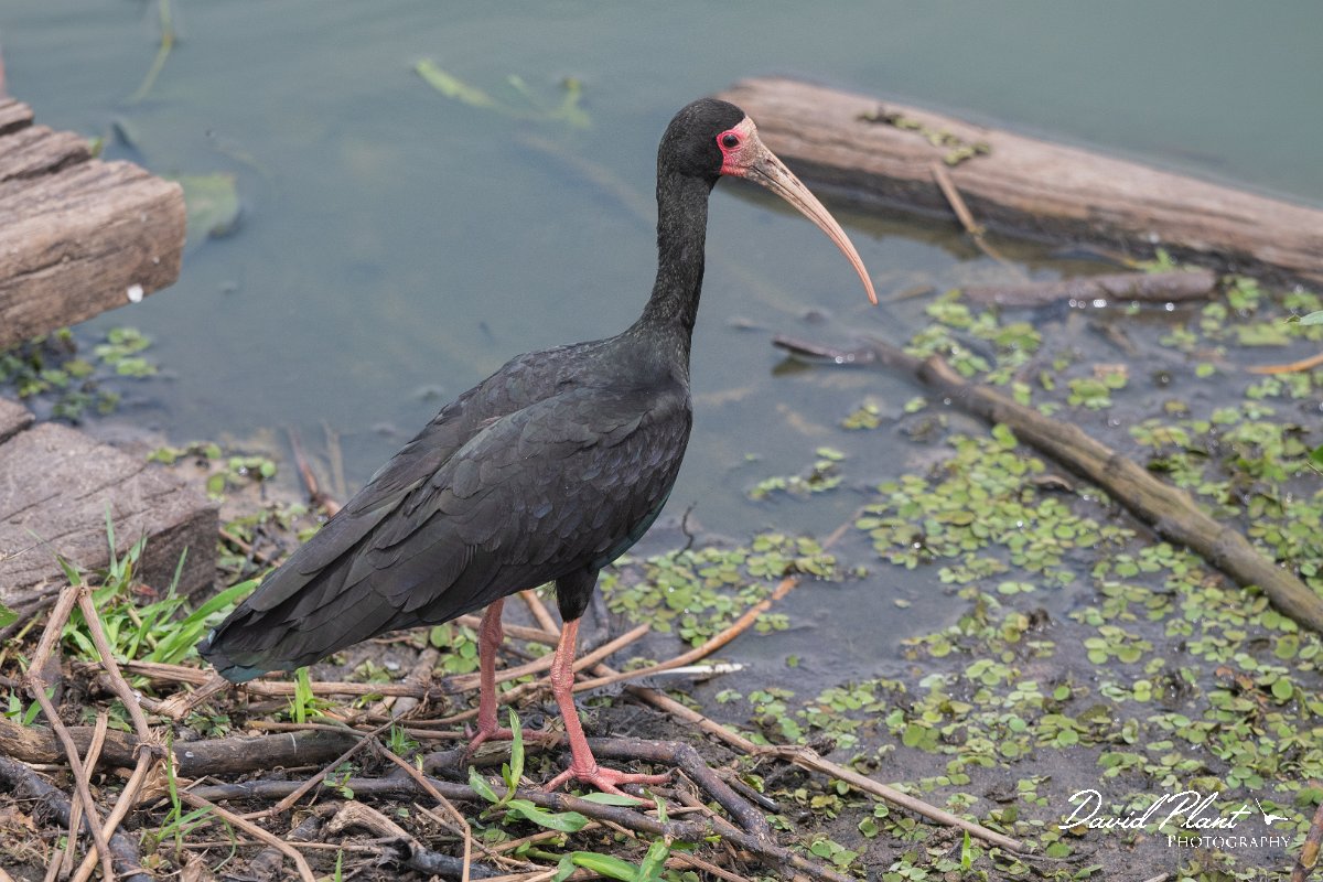 DPPhotography - Pantanal - Bare-faced ibis - A.jpg - Bare-facaed ibis - Transpantaneira, Brazil