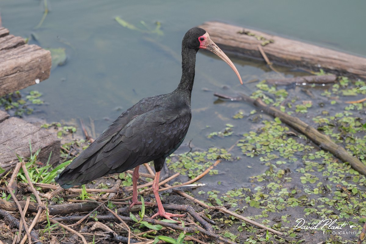 DPPhotography - Pantanal - Bare-faced ibis - B.jpg - Bare-facaed ibis - Transpantaneira, Brazil