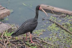 DPPhotography - Pantanal - Bare-faced ibis - A