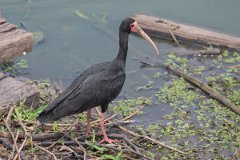 DPPhotography - Pantanal - Bare-faced ibis - B