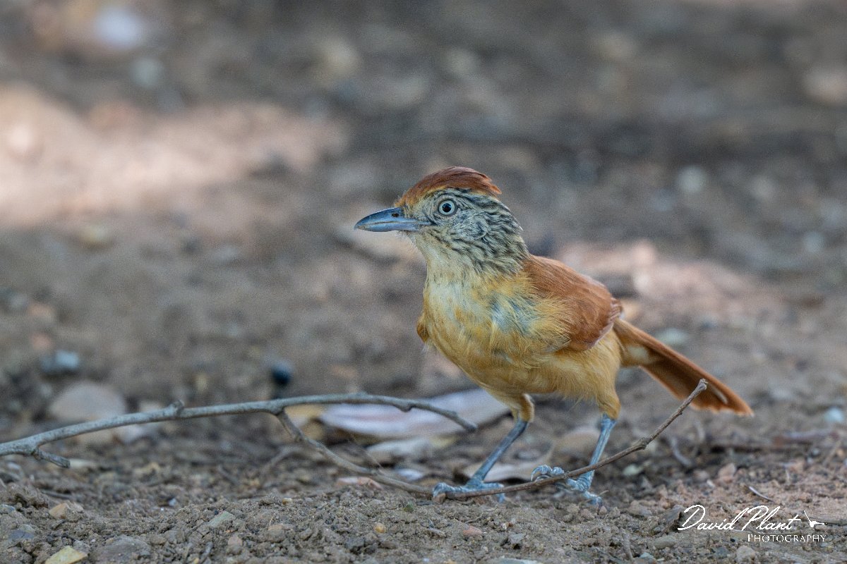 DPPhotography - Pantanal - Barred antshrike - A.jpg - Barred antshrike, female - Parque Mãe Bonifácia, Cuiaba, Brazil