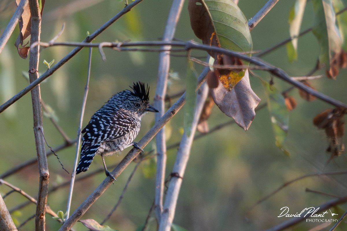 DPPhotography - Pantanal - Barred antshrike - C.jpg - Barred antshrike, male - Pantanal, Brazil
