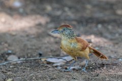 DPPhotography - Pantanal - Barred antshrike - A