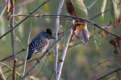 DPPhotography - Pantanal - Barred antshrike - C