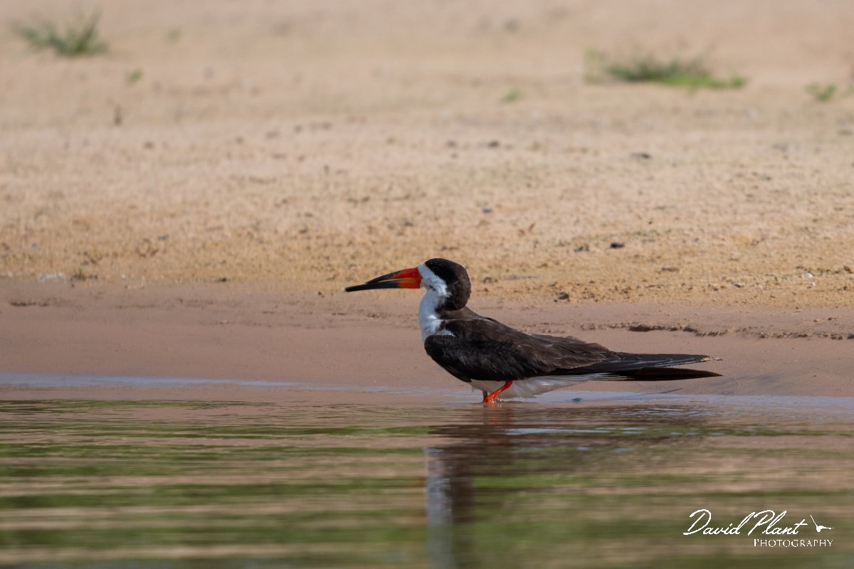 DPPhotography - Pantanal - Black skimmer - A.jpg - Black skimmer - Rio São Lourenço, Pantanal, Brazil