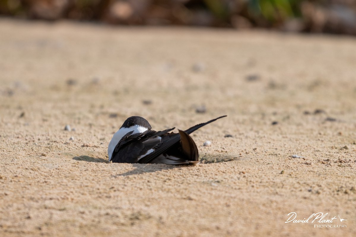 DPPhotography - Pantanal - Black skimmer - B.jpg - Black skimmer - Rio São Lourenço, Pantanal, Brazil