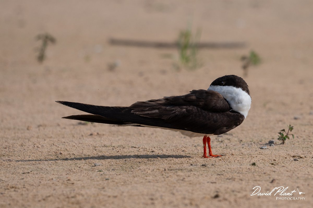 DPPhotography - Pantanal - Black skimmer - E.jpg - Black skimmer - Rio São Lourenço, Pantanal, Brazil
